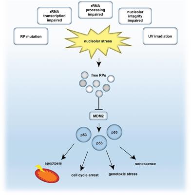 Emerging Role of the Nucleolar Stress Response in Autophagy